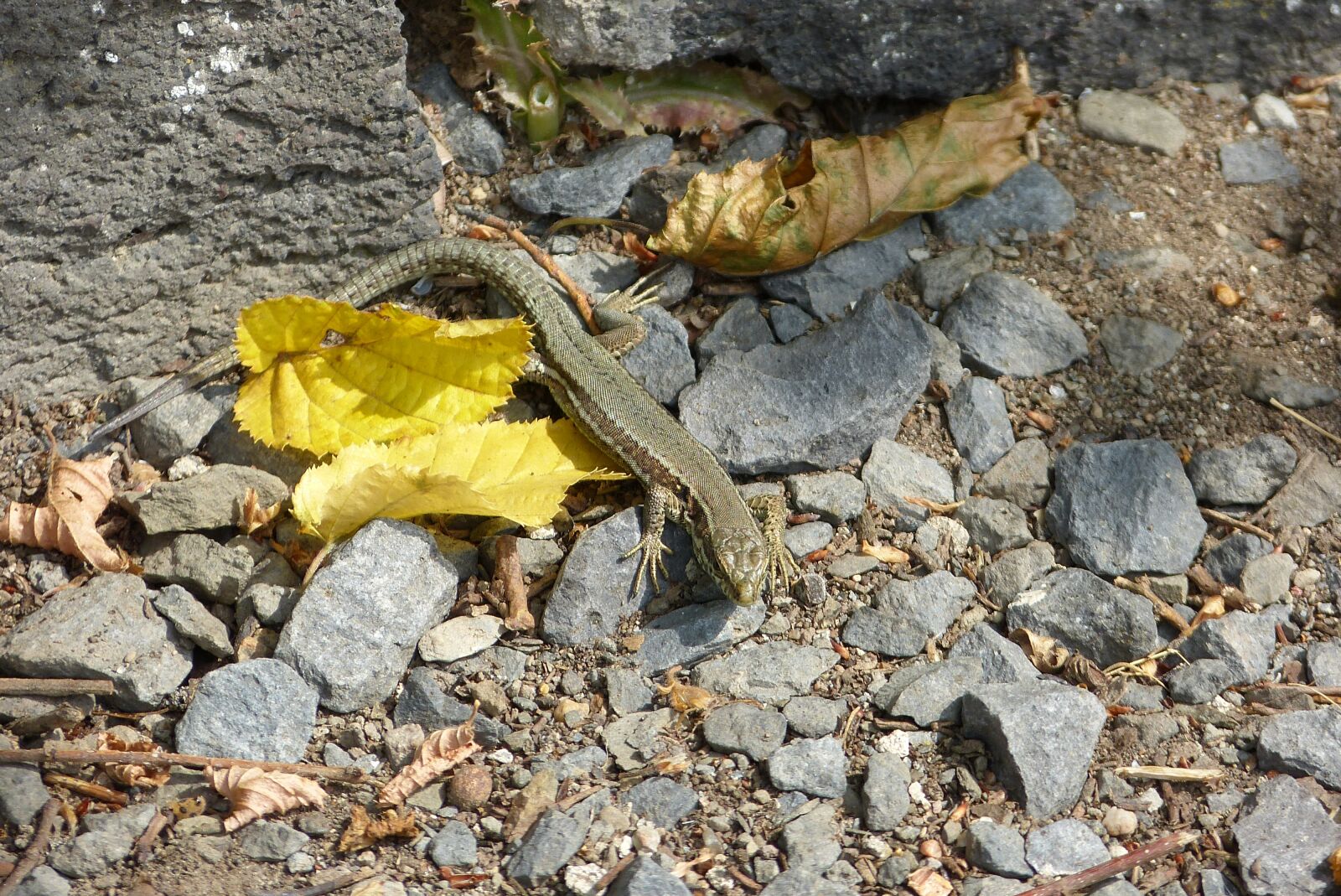Panasonic Lumix DMC-FZ150 sample photo. Lizard, animal world, reptile photography
