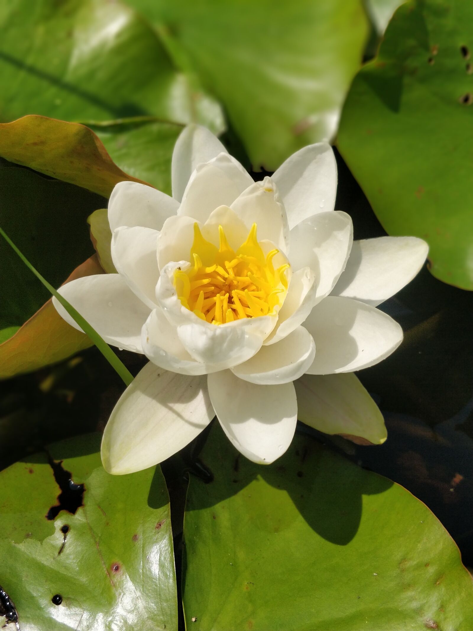 OnePlus 5 sample photo. Flower, water lily, nature photography
