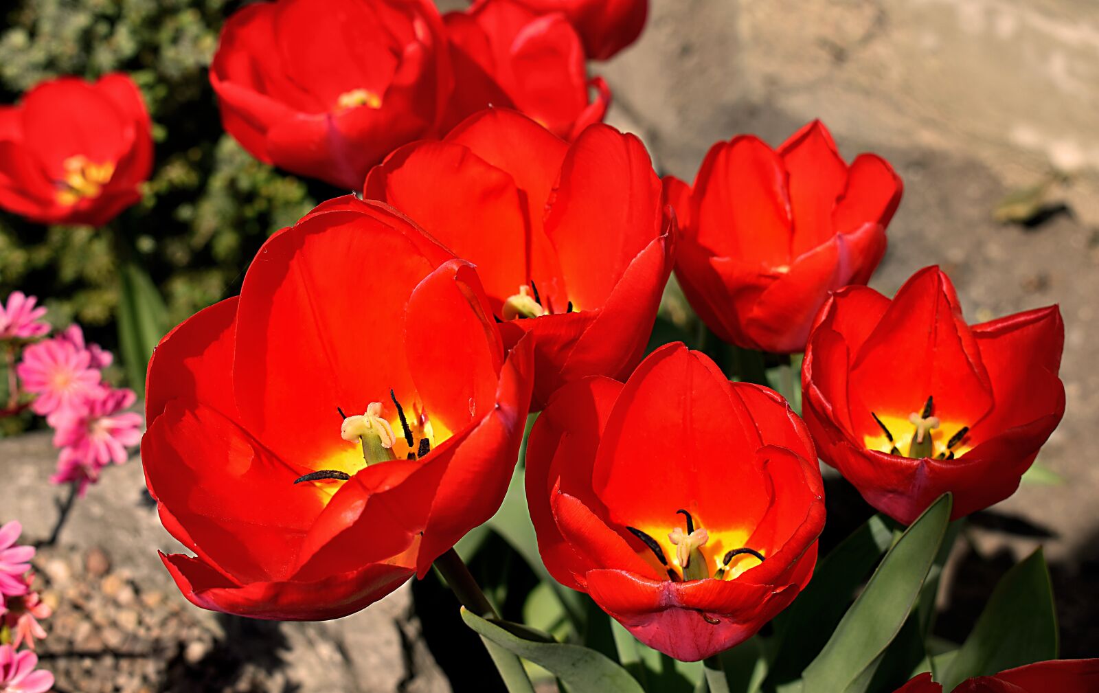 Nikon D3500 sample photo. Tulips, flowers, tulip photography