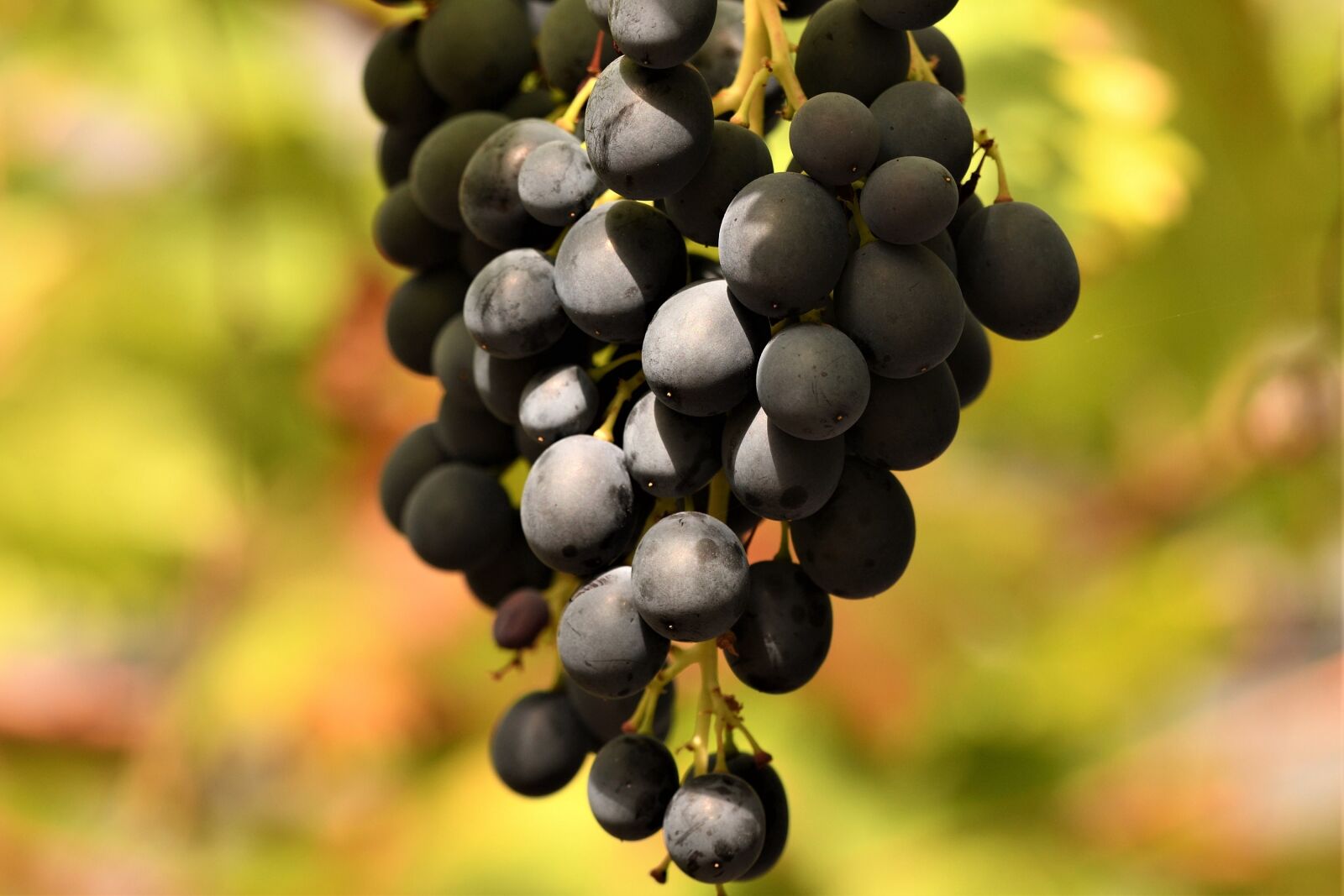 Nikon D500 sample photo. Grapes, wine, garden photography