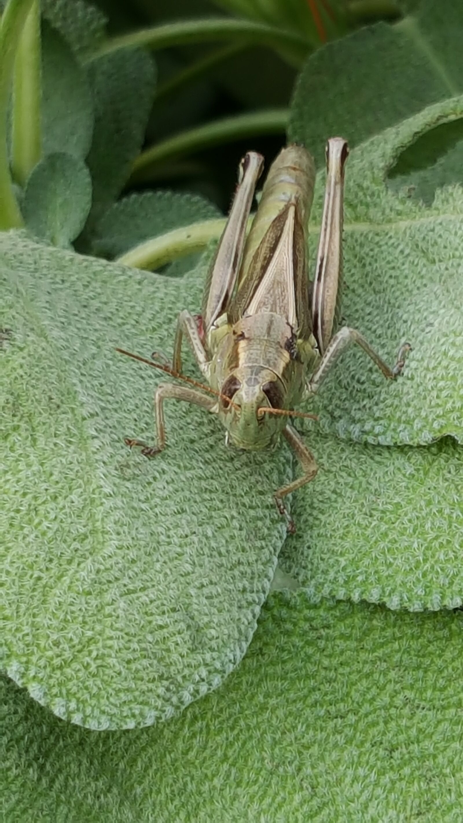 Samsung Galaxy Note5 sample photo. Grasshopper, insect, garden photography