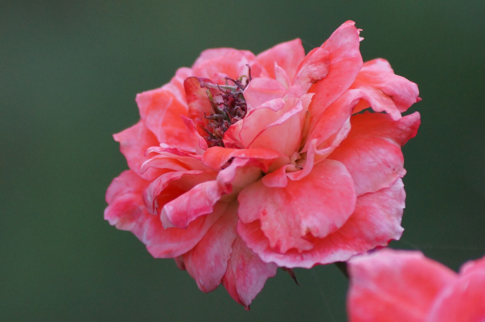 Sony SLT-A58 + Sony DT 55-200mm F4-5.6 SAM sample photo. Flower, pink, nature photography