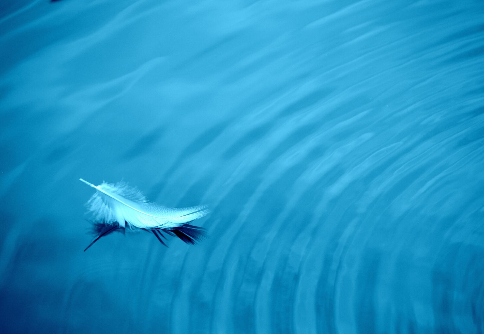 Canon EOS 5D Mark II sample photo. Feather, water, slightly photography