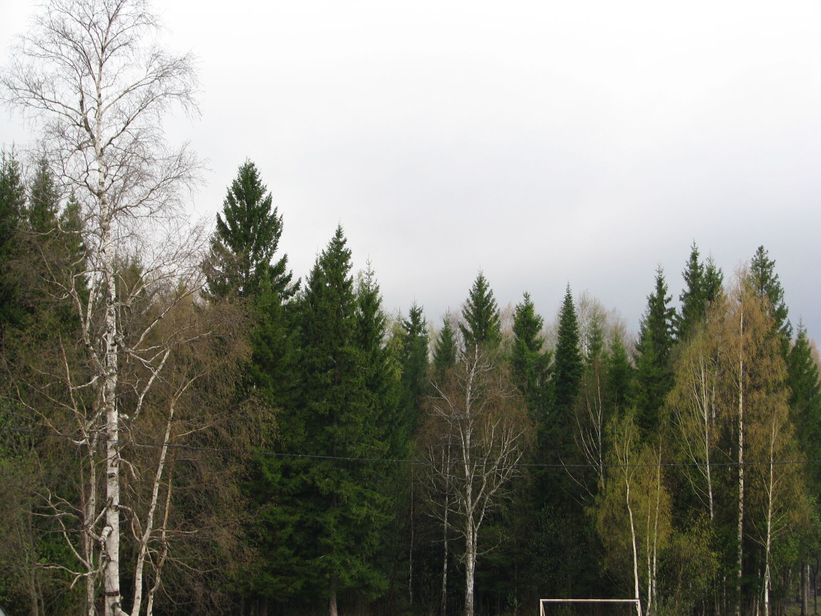 Canon POWERSHOT S5 IS sample photo. Spring, forest, trees photography