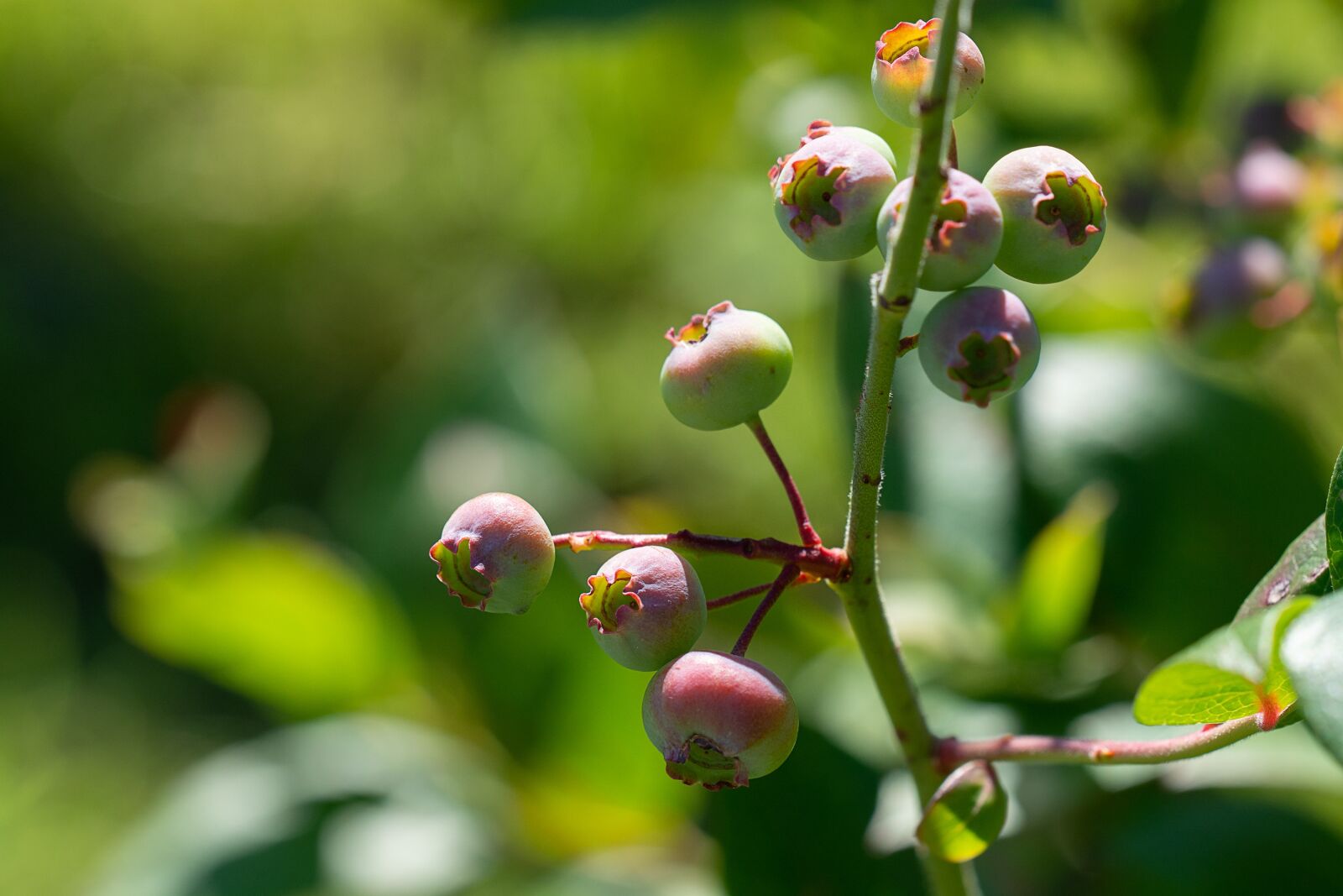 Nikon D7100 sample photo. Blueberries, immature, ripening process photography