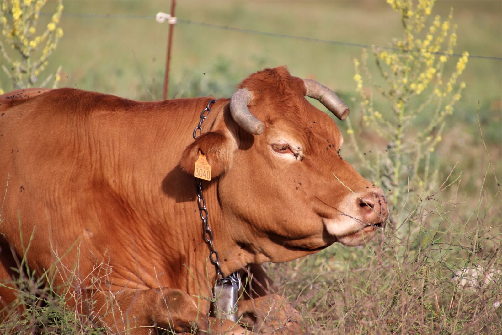 Canon EOS 800D (EOS Rebel T7i / EOS Kiss X9i) sample photo. Cows, ruminants, livestock photography