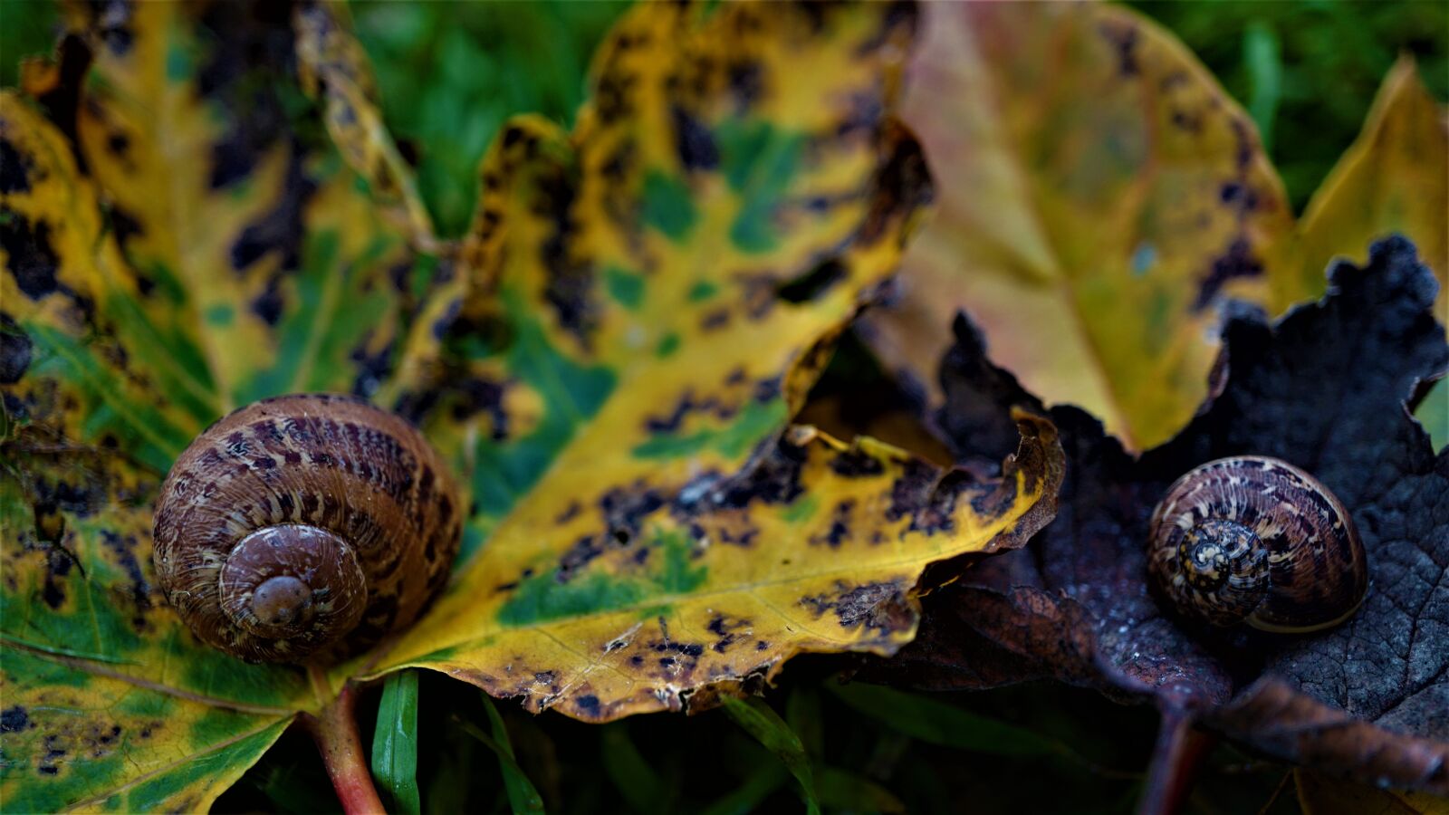Sony E 30mm F3.5 Macro sample photo. Autumn, dark, shell photography