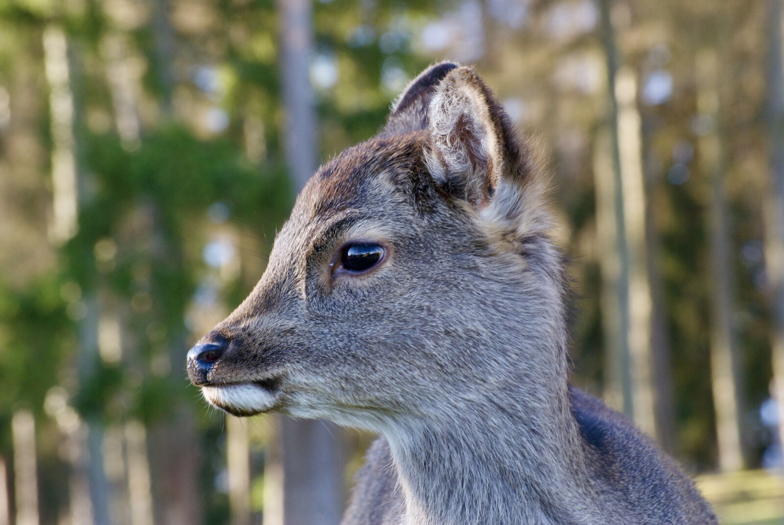 Sony Alpha DSLR-A300 sample photo