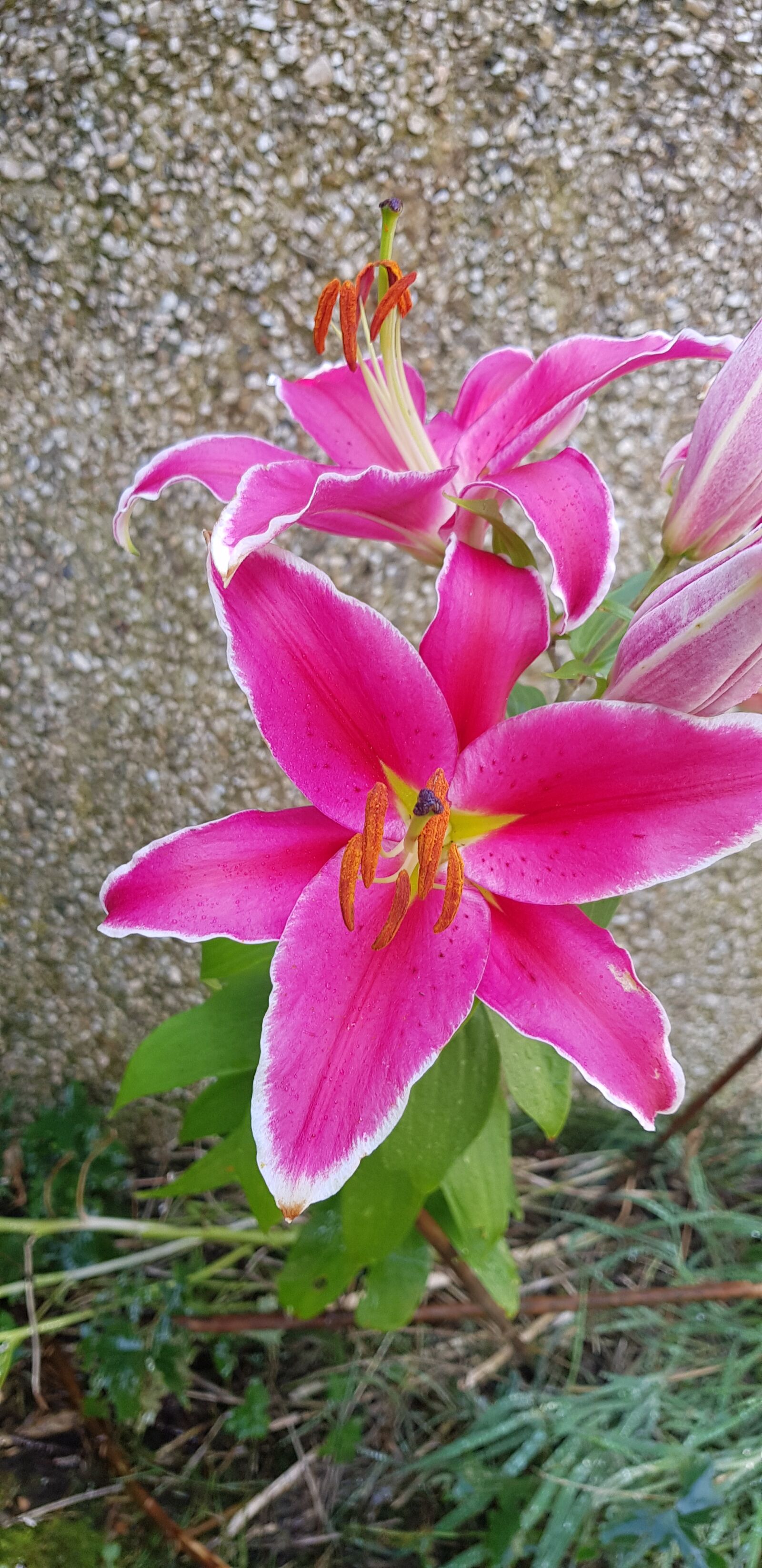 Samsung Galaxy S8 sample photo. Pink, lily, blooming photography