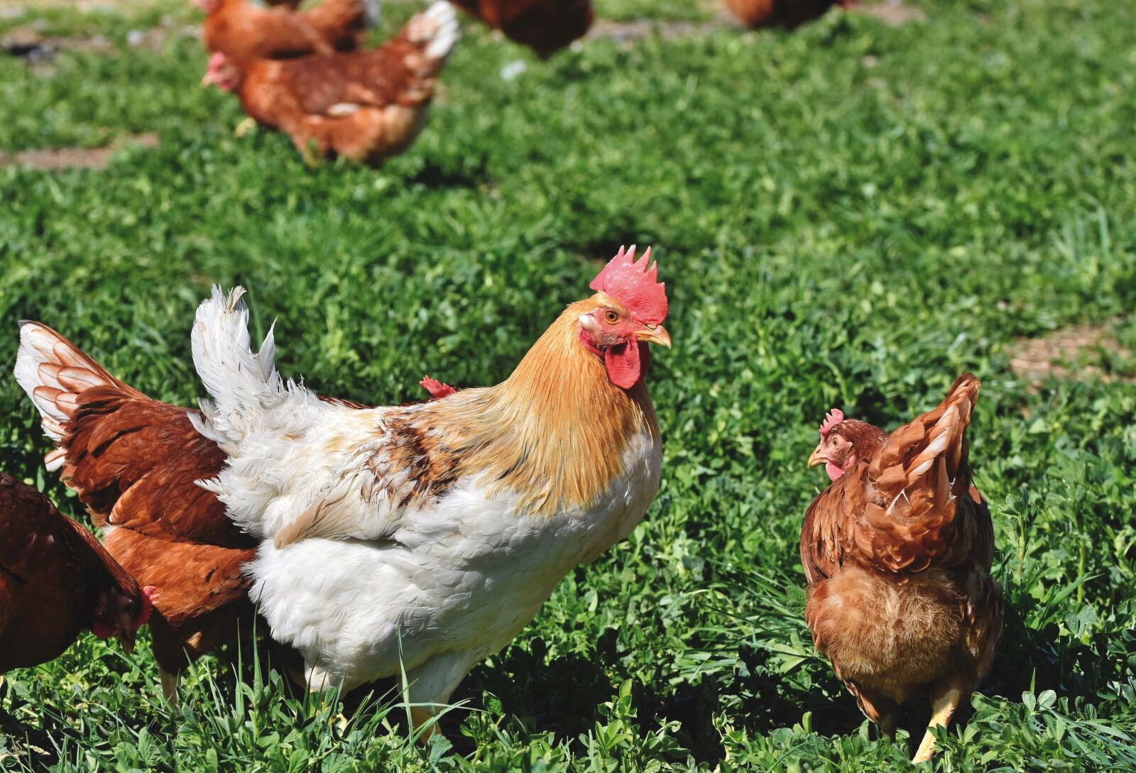 Nikon D7200 sample photo. Hahn, gockel, chicken photography