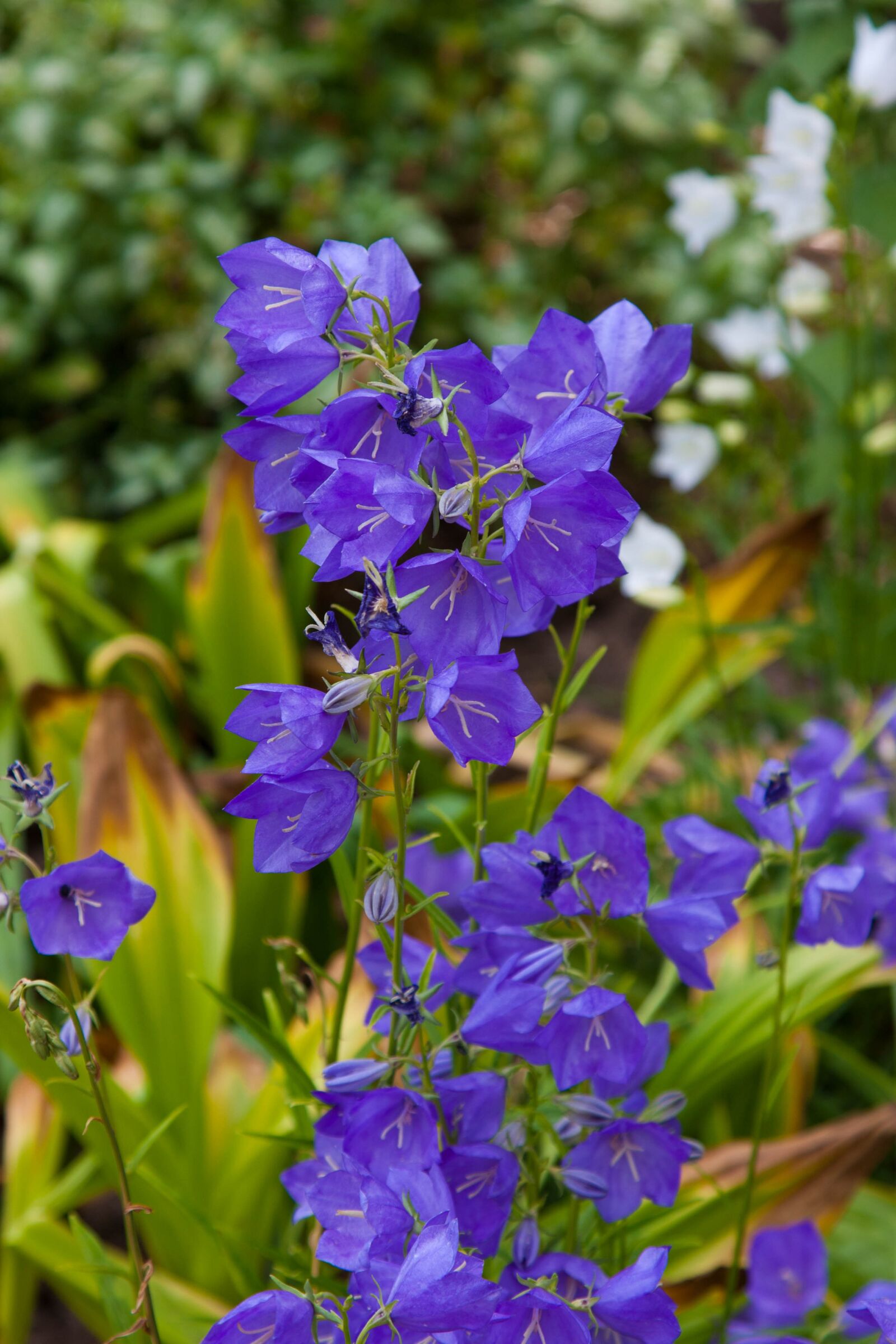 Canon EOS 40D + Canon EF 24-105mm F4L IS USM sample photo. Flowers, forest, summer photography