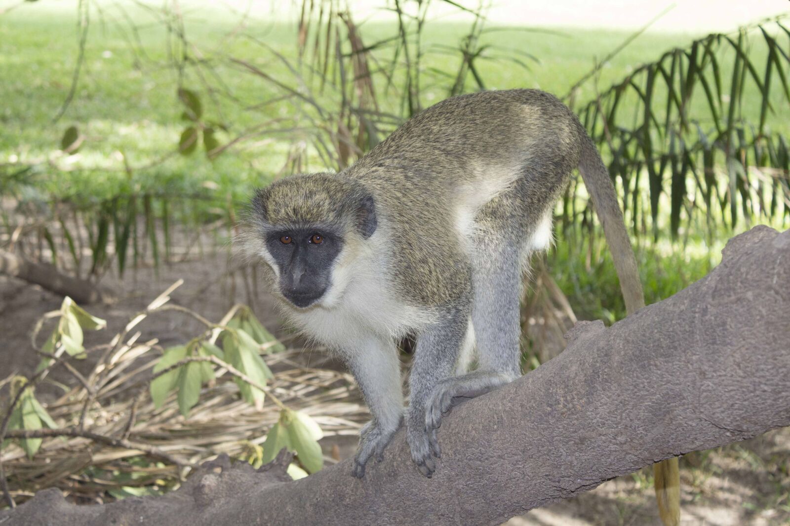 Canon EOS 600D (Rebel EOS T3i / EOS Kiss X5) sample photo. Monkey, animal, wild photography