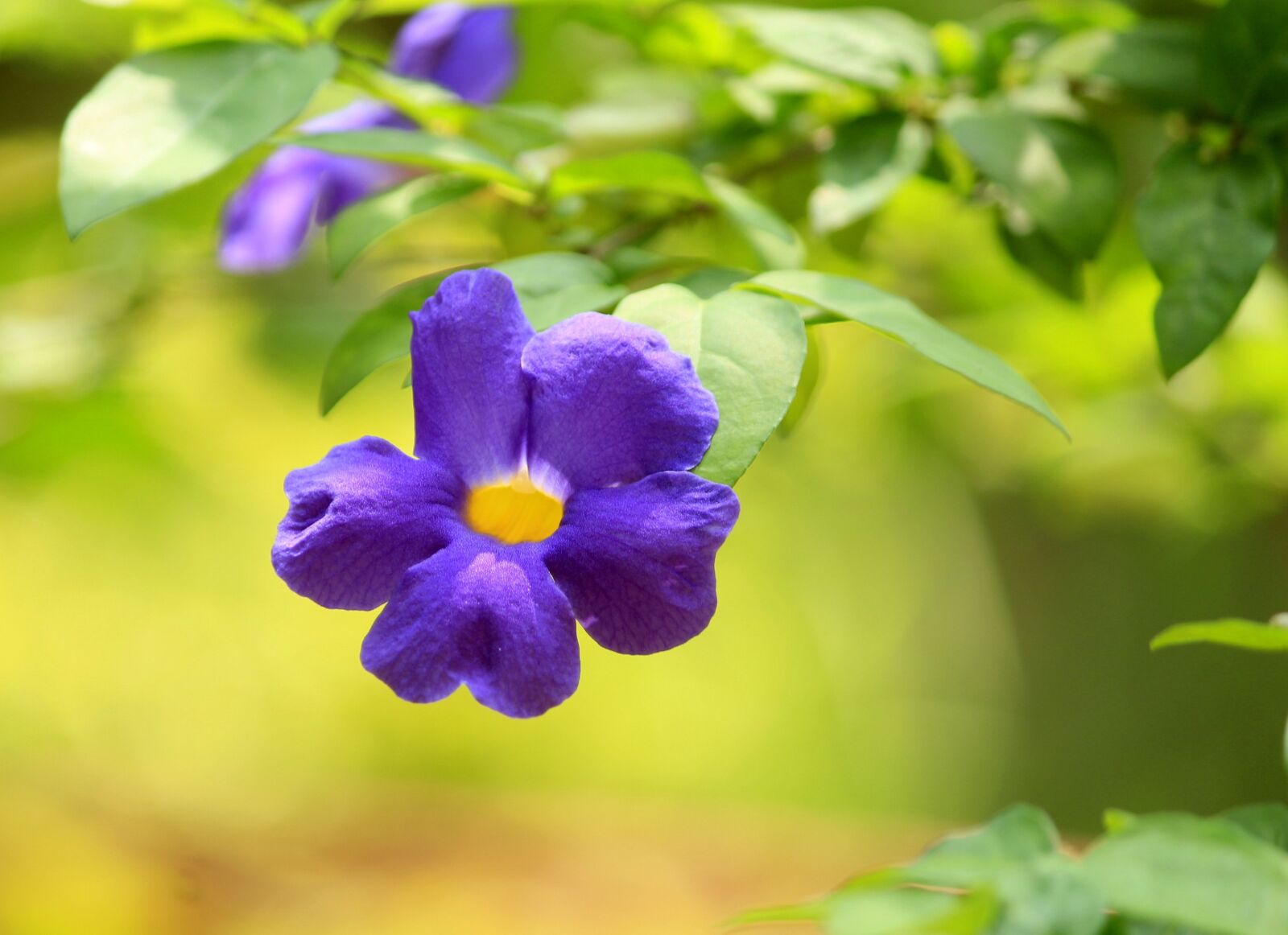 Canon EF-S 55-250mm F4-5.6 IS II sample photo. Flower, garden, nature photography