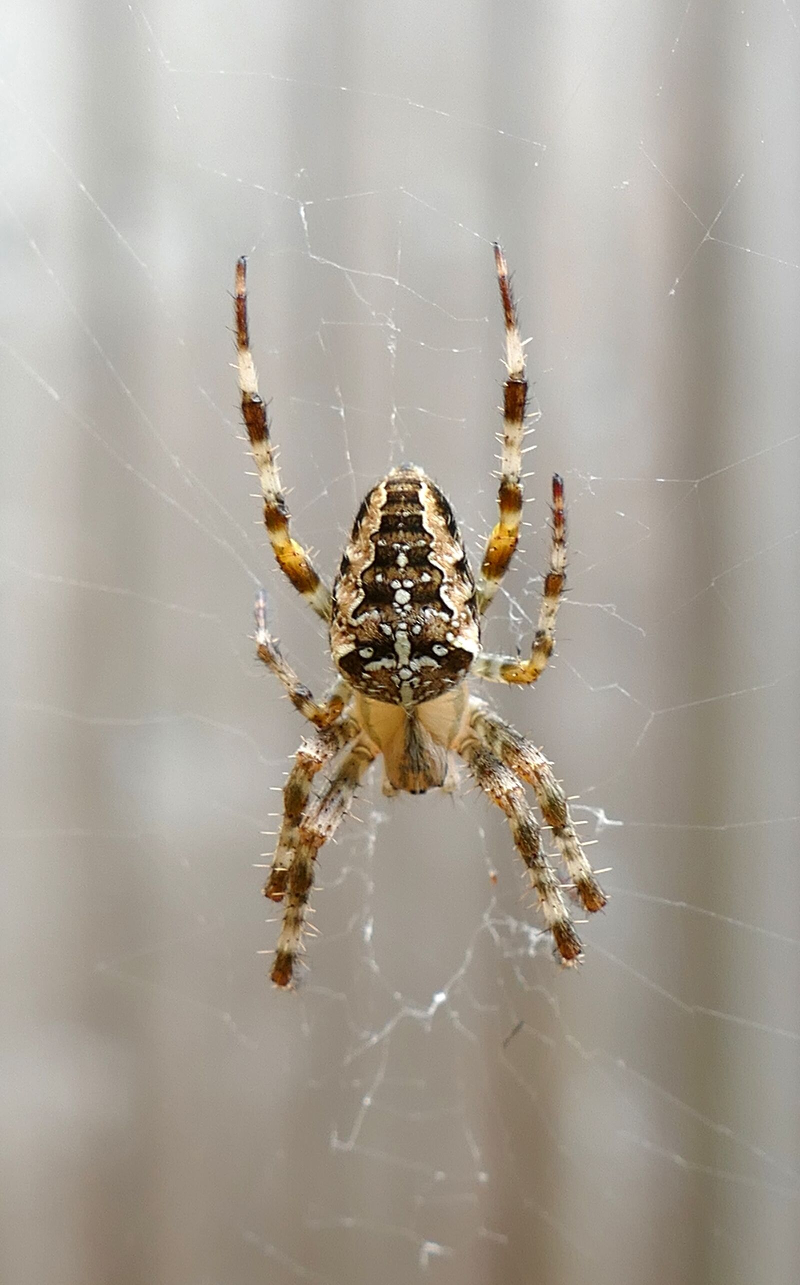 Panasonic Lumix DMC-FZ1000 sample photo. Garden spider, spin, orb photography