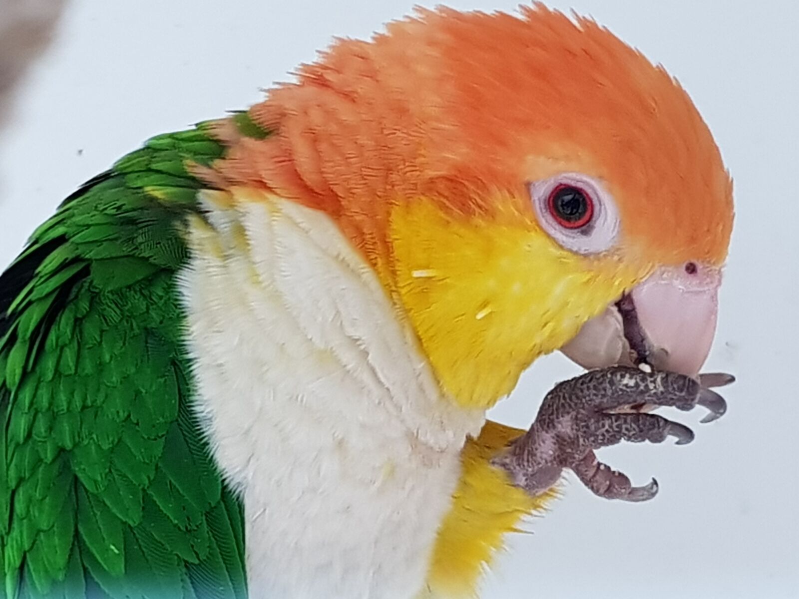 Samsung Galaxy S8 sample photo. Parrot, orange, plumage photography