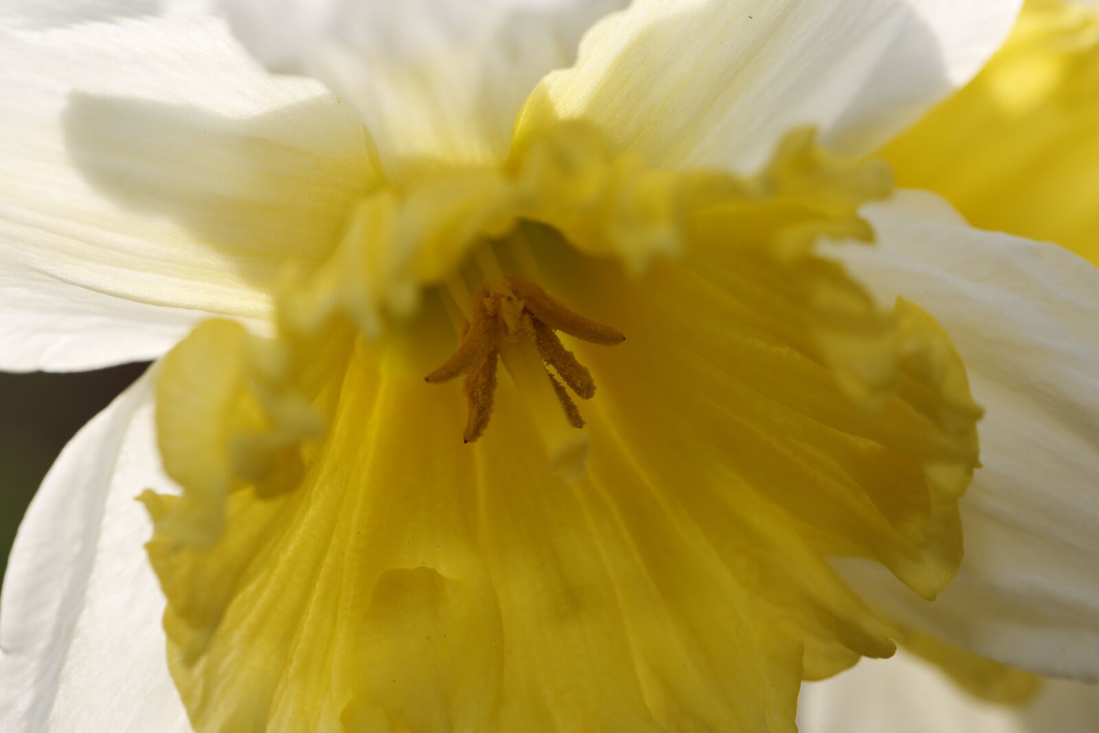 Canon EF 100mm F2.8L Macro IS USM sample photo. Flower, spring, nature photography