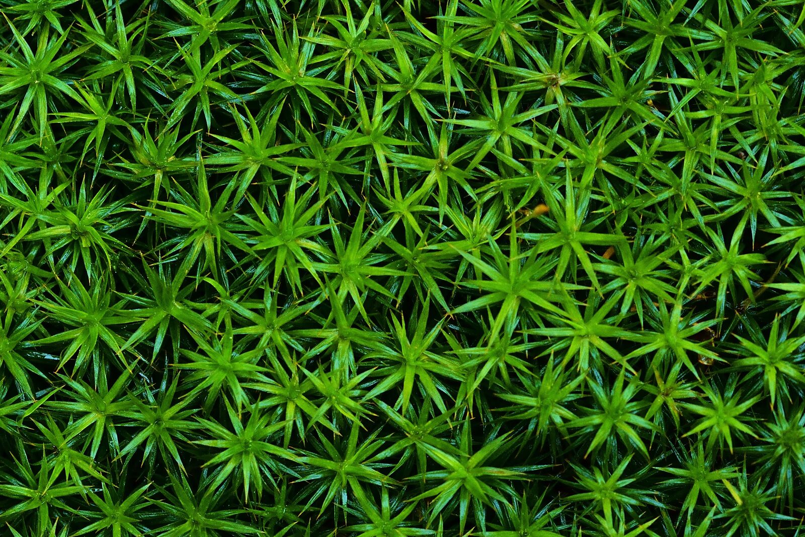 Nikon D5200 sample photo. Nature, forest, moss photography