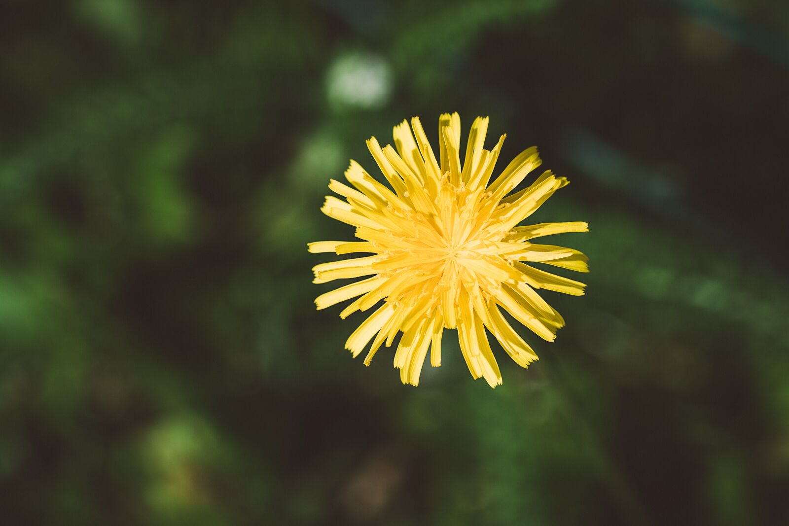 Nikon D7100 sample photo. Flower, yellow, yellow flower photography