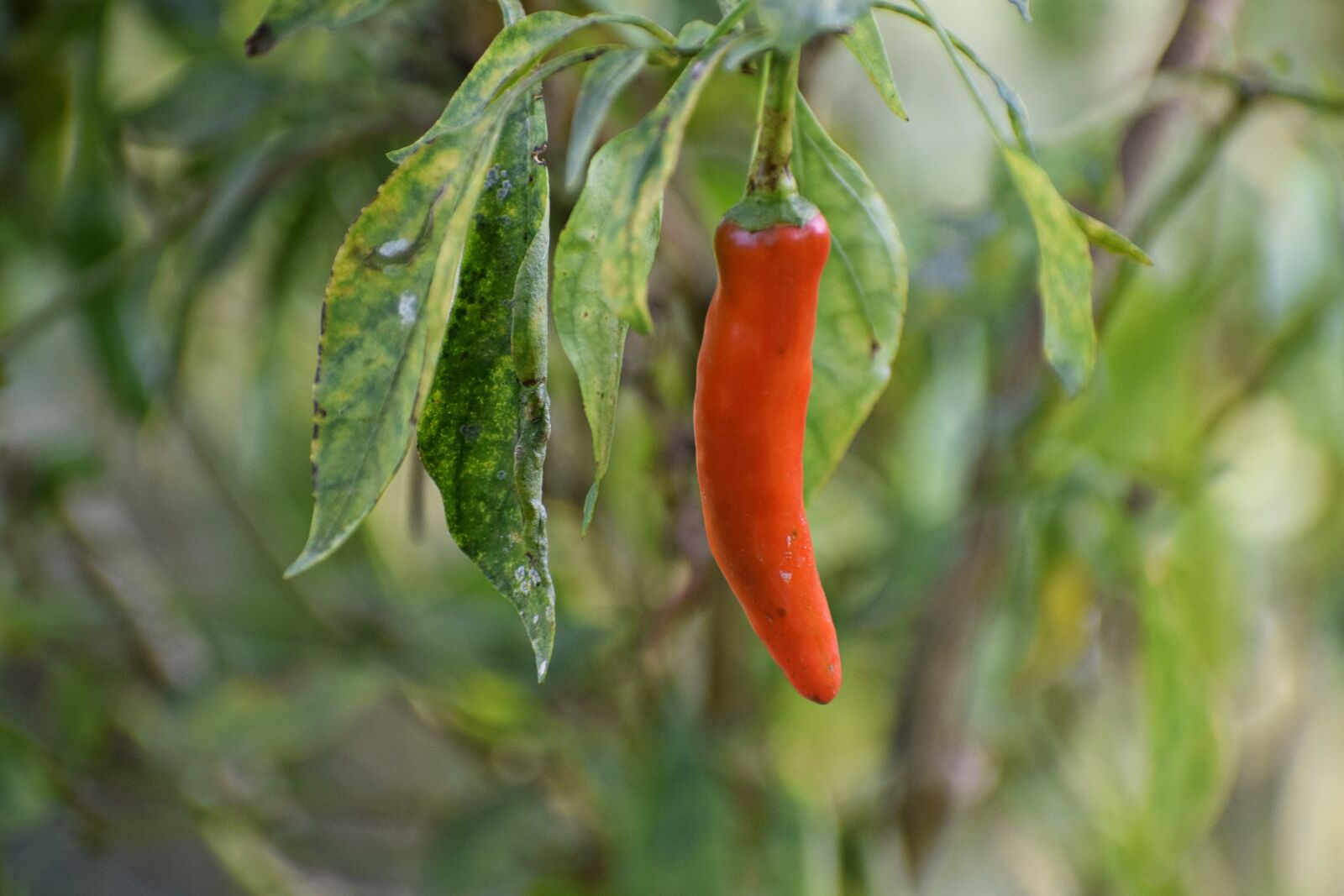 Nikon D3300 sample photo. Chili, plant, fruit photography
