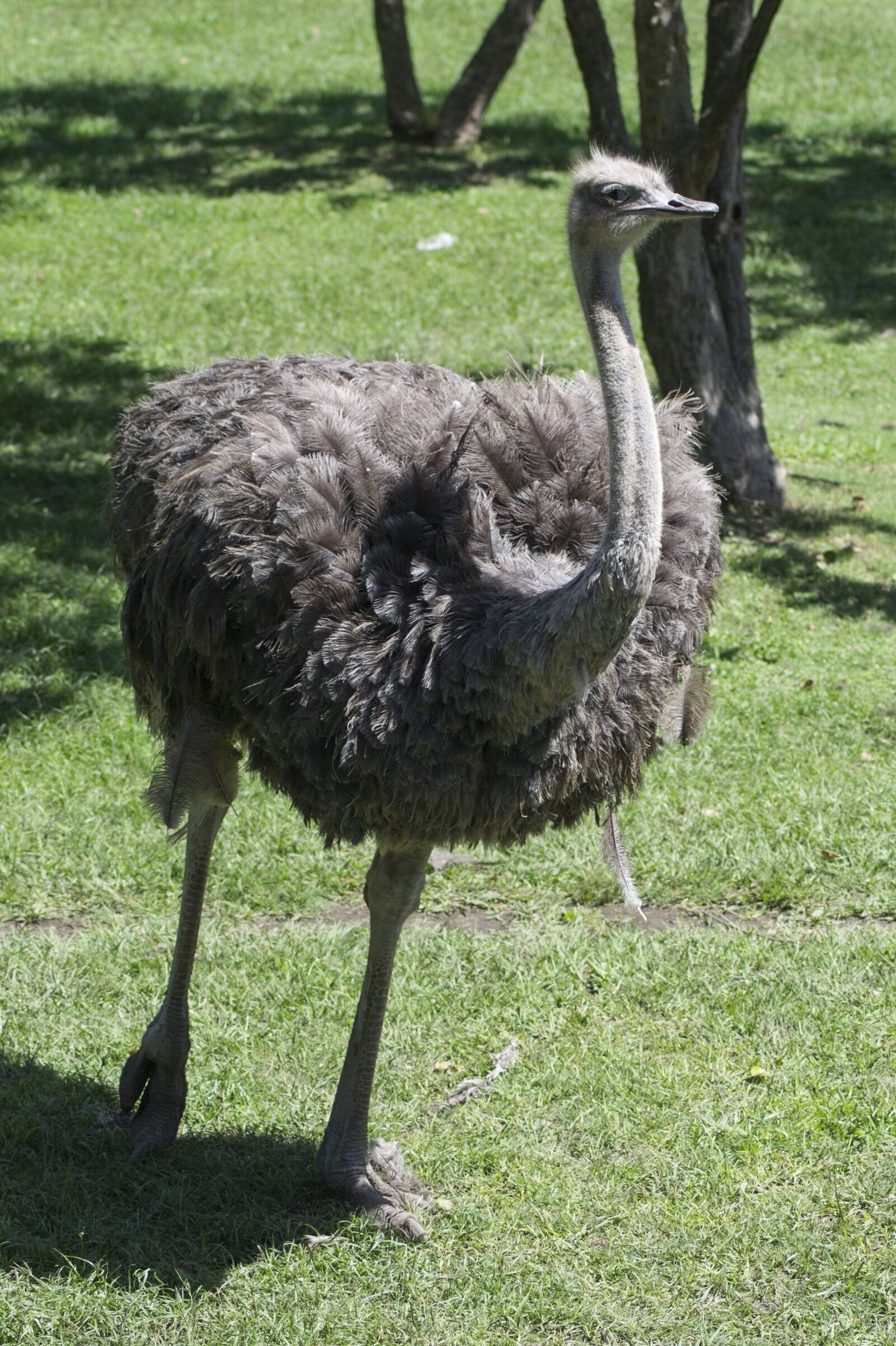 Nikon D3100 sample photo. Ostrich, zoo, pen photography