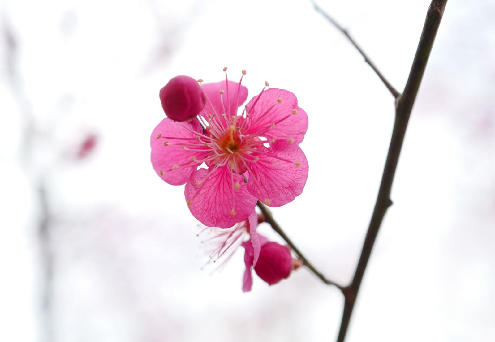 Leica Q (Typ 116) sample photo. Flower, nature, azalea photography