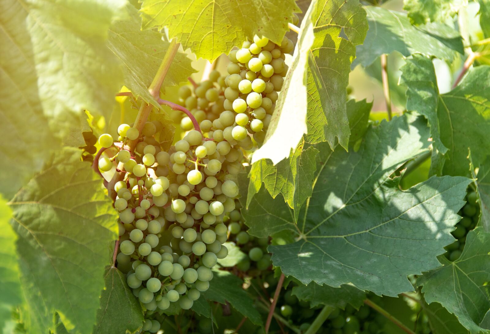 Nikon D500 sample photo. Bunch of grapes, vines photography