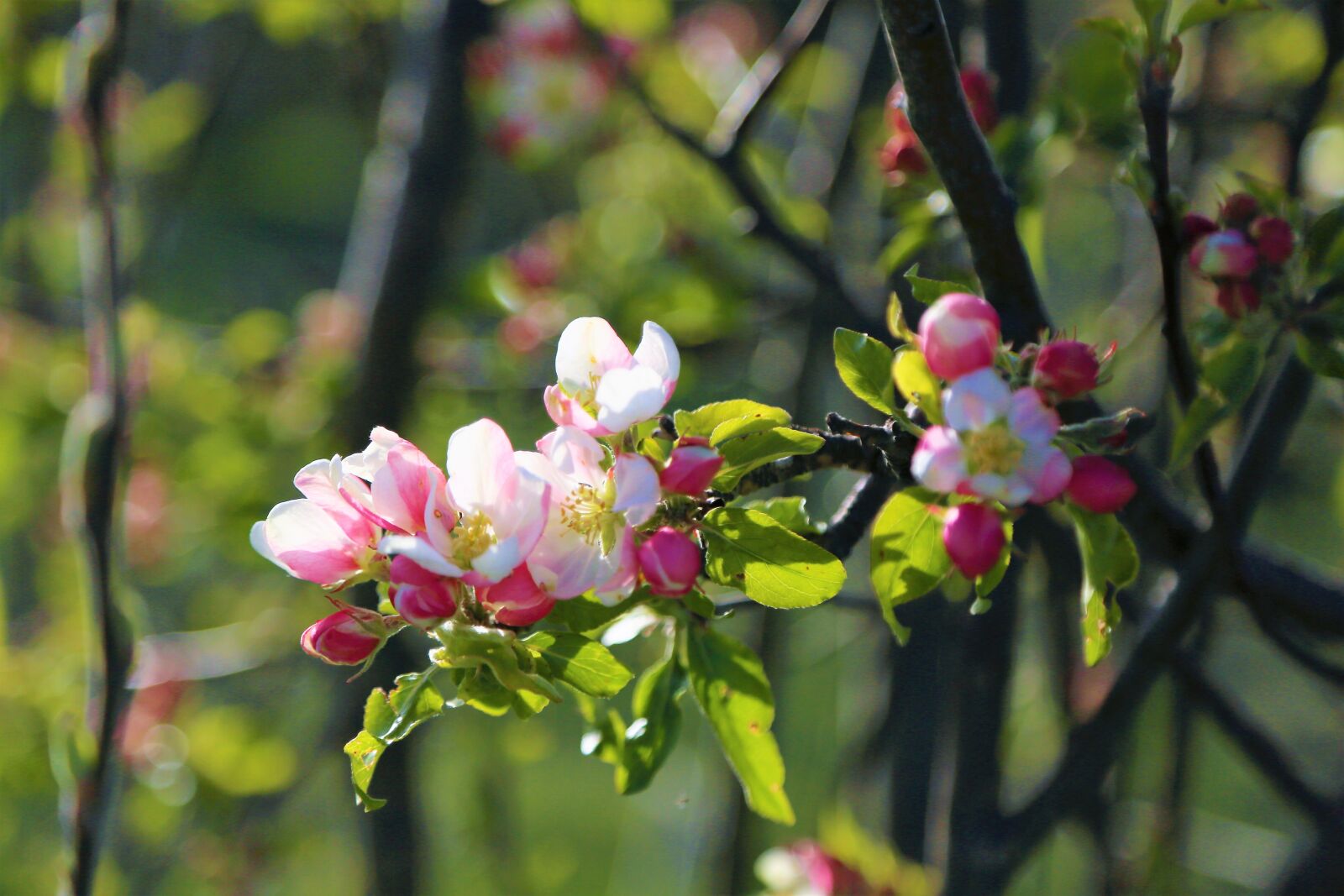 Canon EOS 5D Mark III sample photo. Flower, nature, spring photography