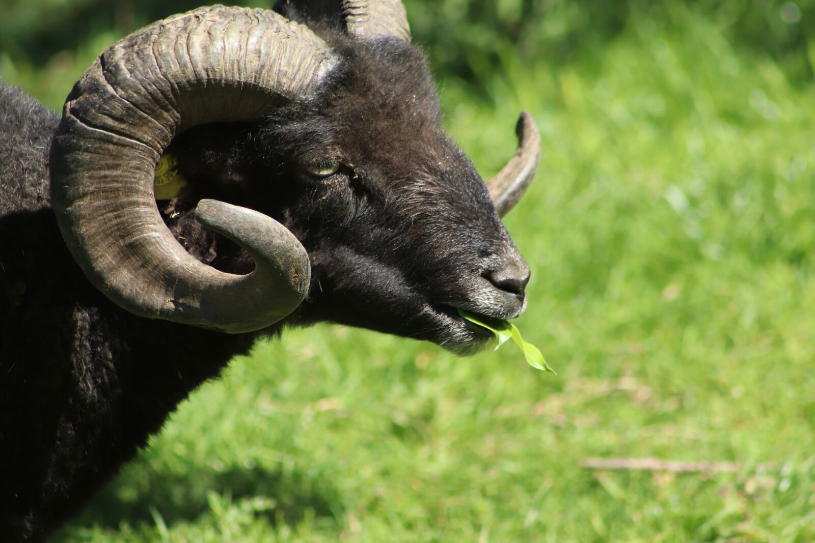 Canon EOS 800D (EOS Rebel T7i / EOS Kiss X9i) sample photo. Sheep, ram, aries photography