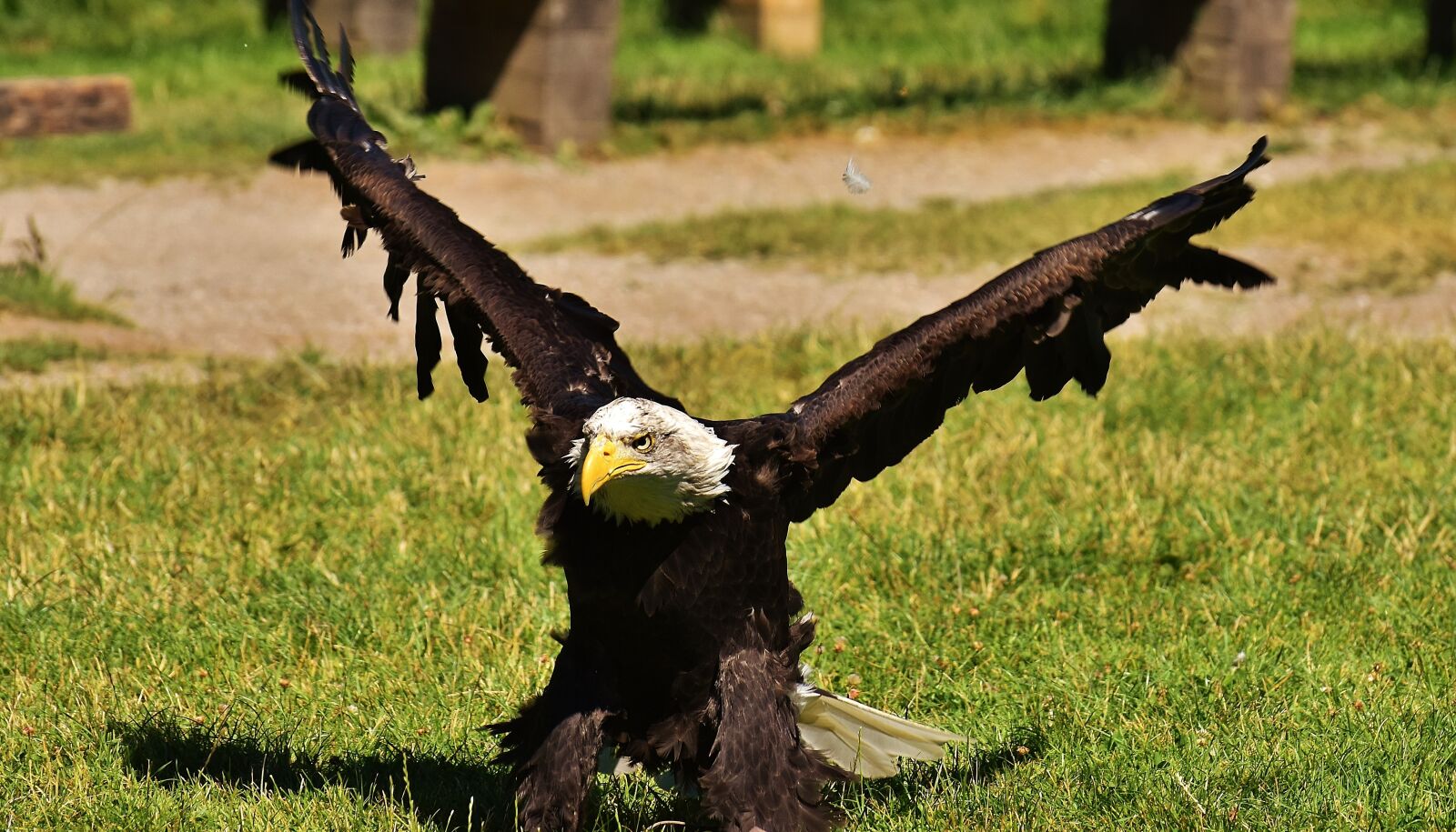 Nikon D7200 sample photo. Adler, bald eagles, bird photography