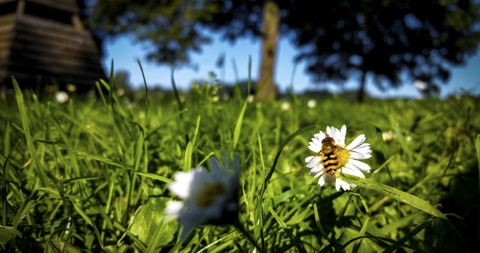 Samsung Galaxy S5 LTE-A sample photo. Bee, daisy, meadow photography