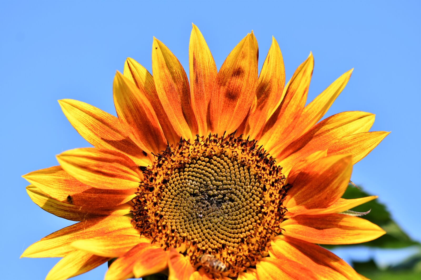 Nikon D7200 sample photo. Sunflower, flower, petals photography