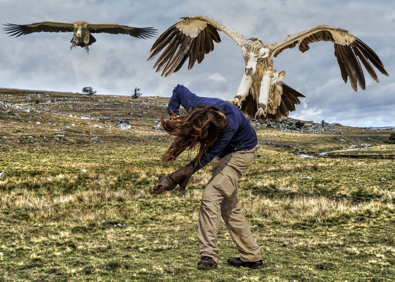 Nikon D500 sample photo. Mounting, vulture, attack photography