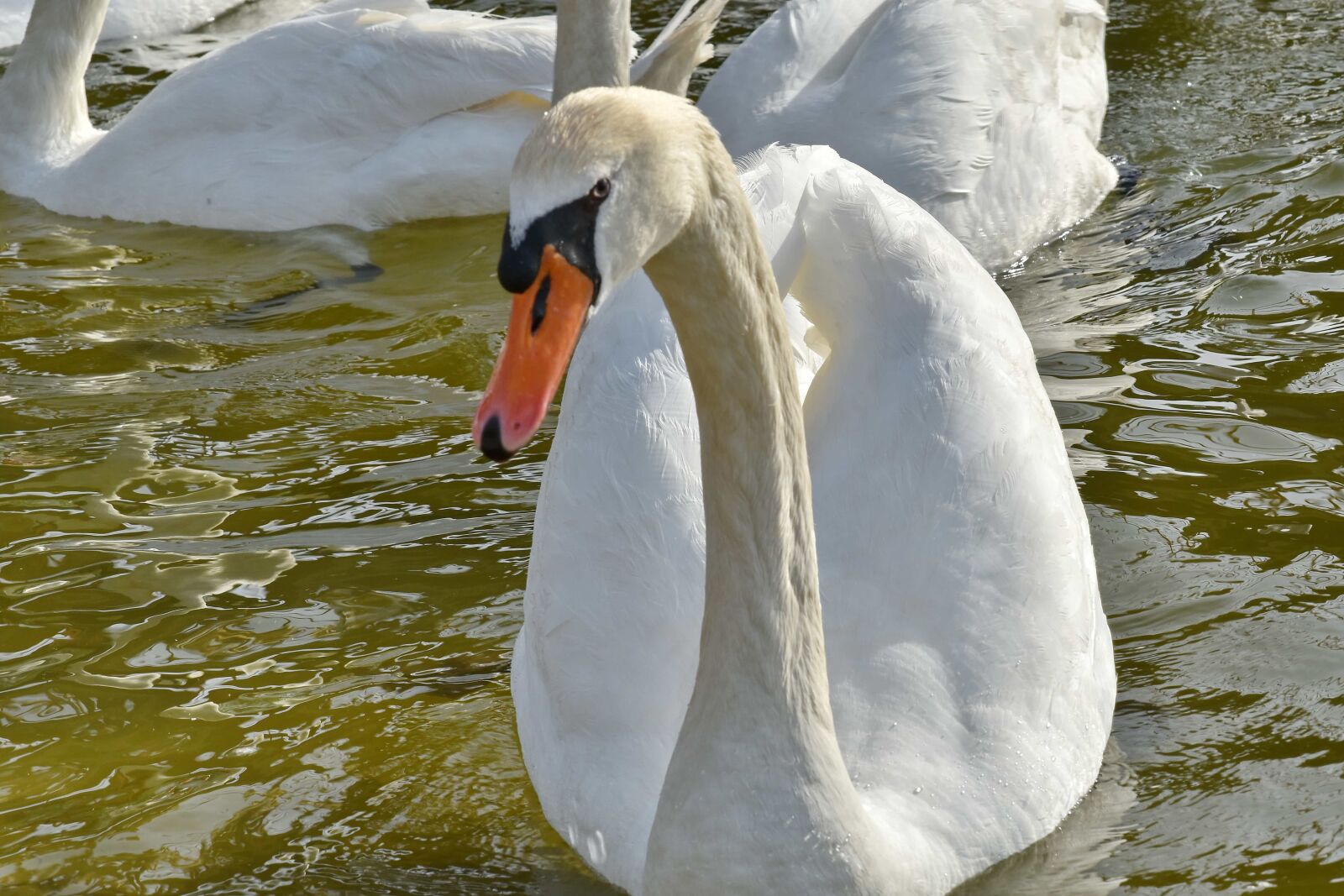 Nikon D5500 sample photo. Swan, white, water, waterfowl photography