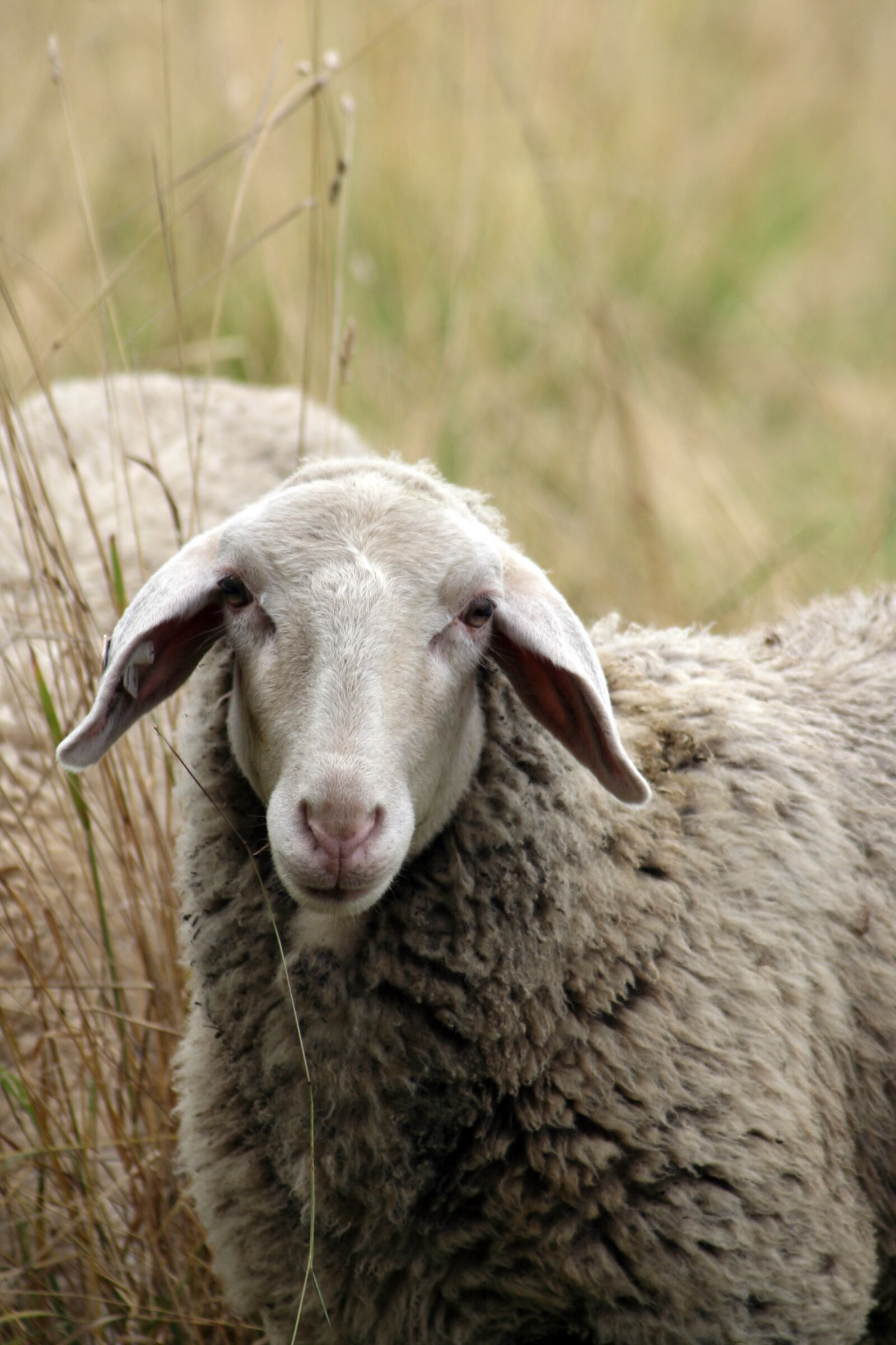 Canon EOS 350D (EOS Digital Rebel XT / EOS Kiss Digital N) sample photo. Sheep, animal, wool photography