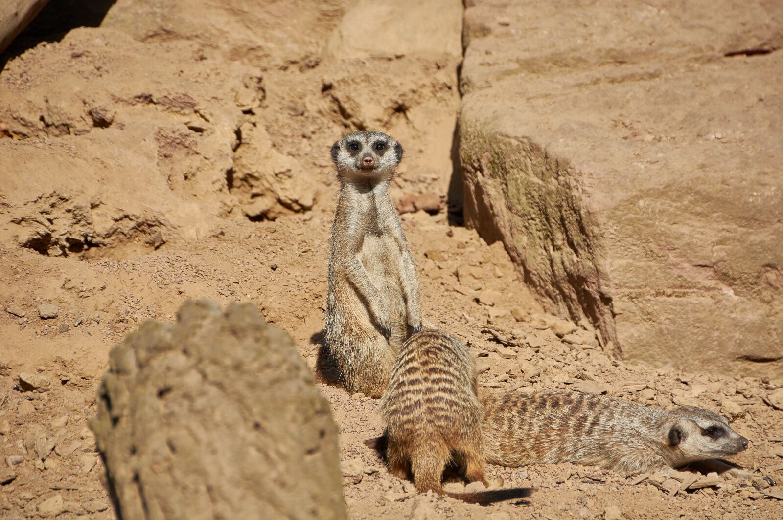 Nikon D5200 sample photo. Animal, zoo, wild animal photography
