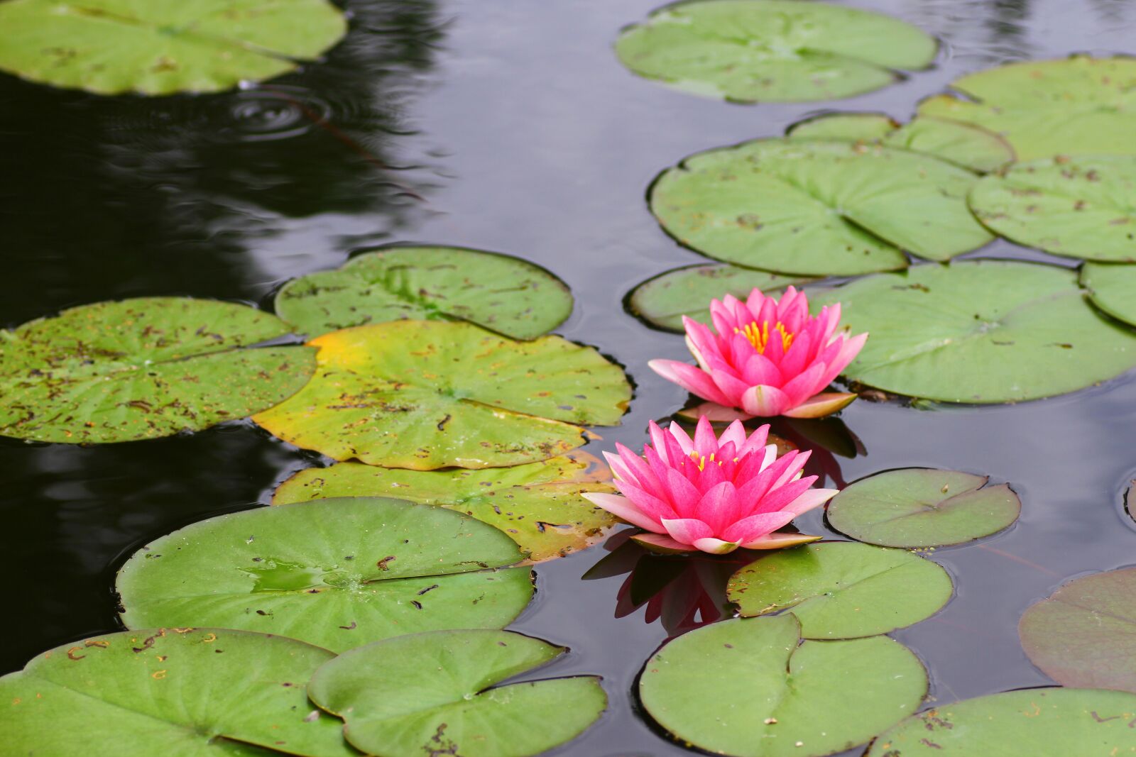Canon EOS 7D sample photo. Lotus, water lily, lotus photography