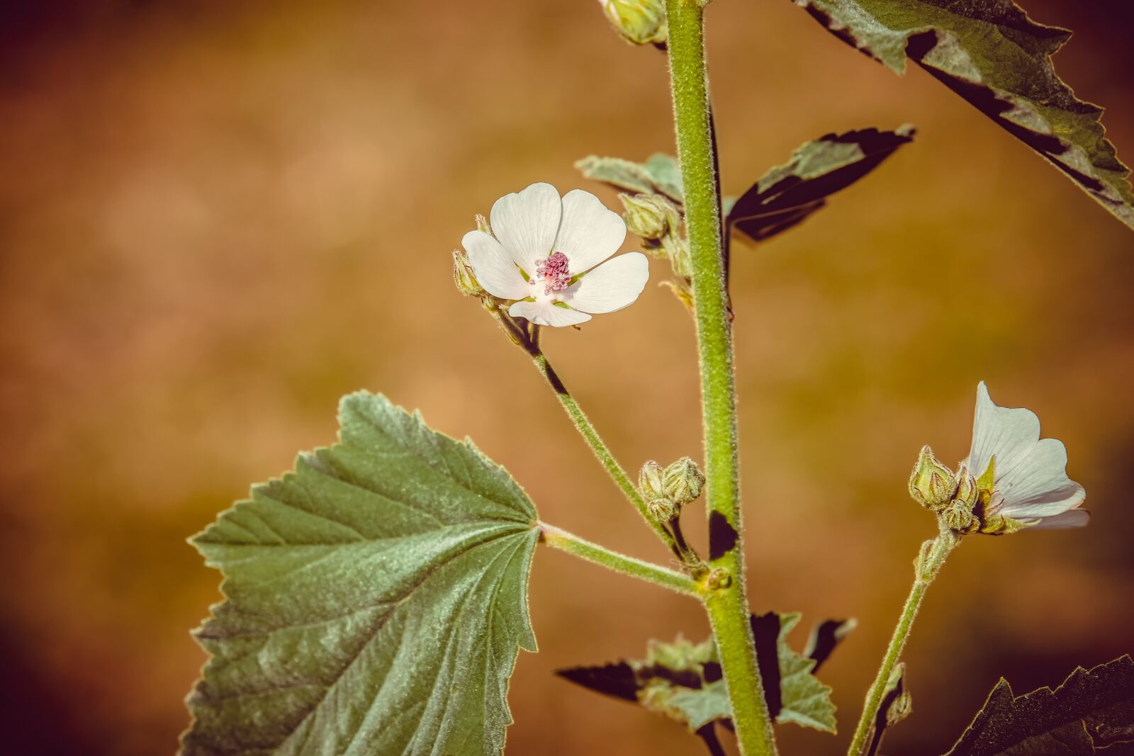 Fujifilm XF 55-200mm F3.5-4.8 R LM OIS sample photo. Real marshmallow, althaea officinalis photography