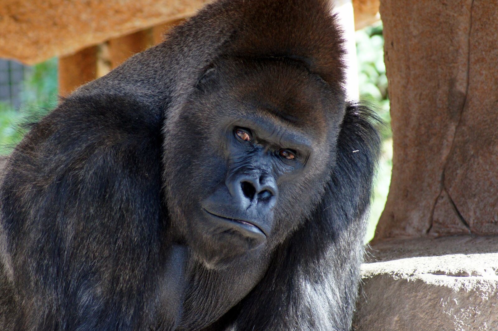 Sony SLT-A55 (SLT-A55V) sample photo. Animal, gorilla, silverback photography