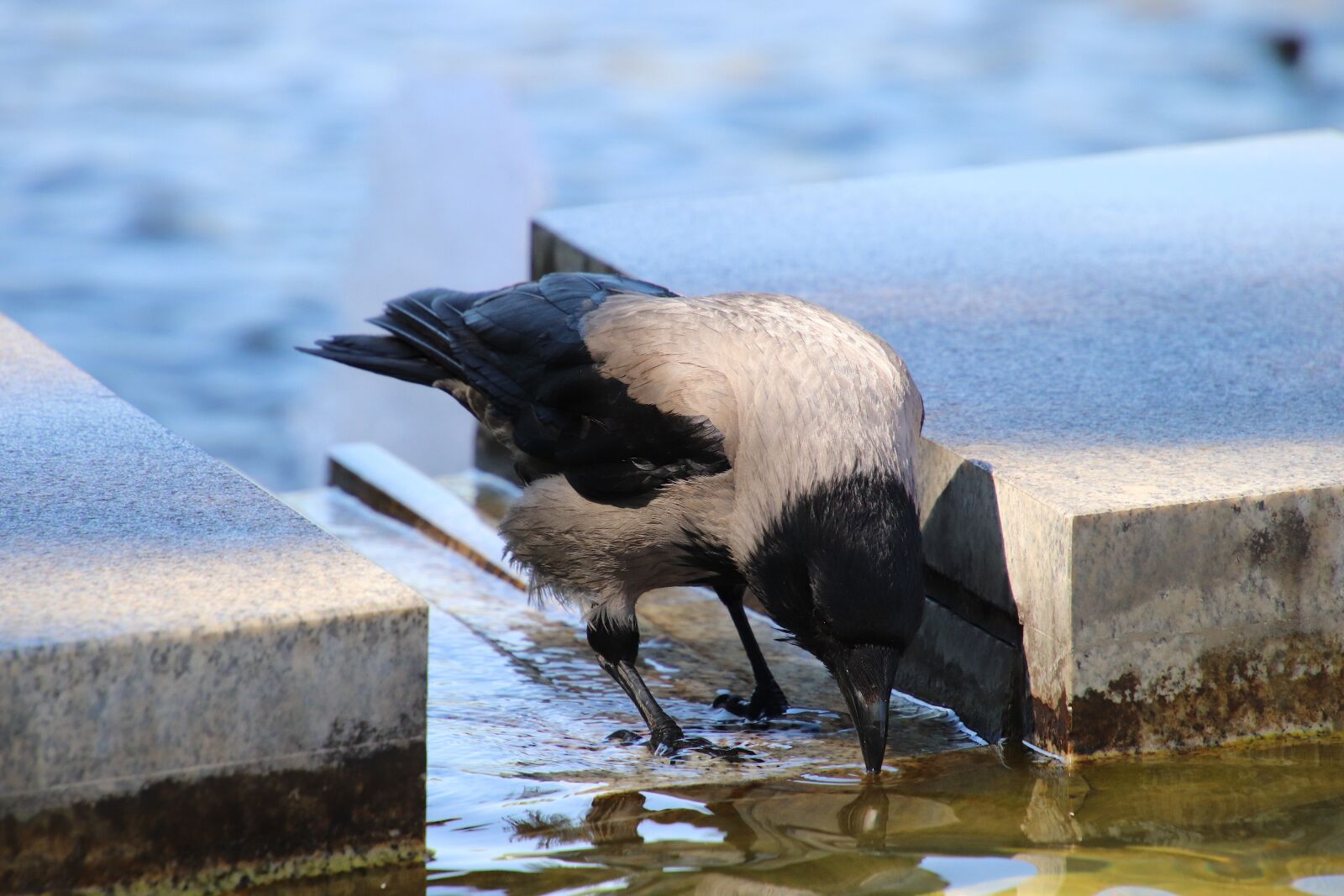 Canon EOS 800D (EOS Rebel T7i / EOS Kiss X9i) sample photo. Crow, water, drink photography