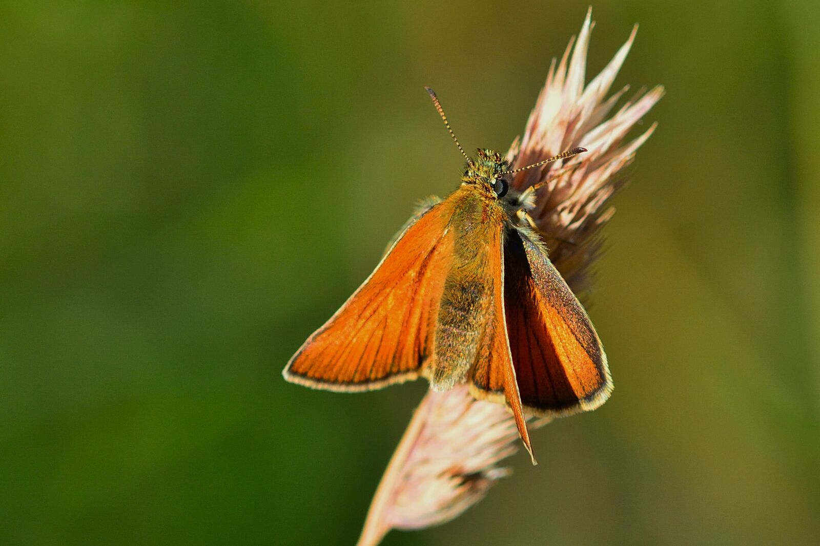 Nikon D5200 sample photo. Butterfly, skipper, nature photography