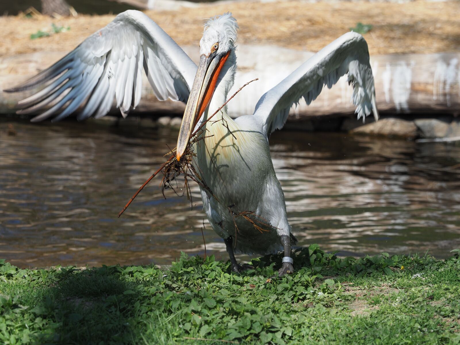 Olympus OM-D E-M1 Mark II + Olympus M.Zuiko Digital ED 40-150mm F2.8 Pro sample photo. Bird, pelican, whites photography