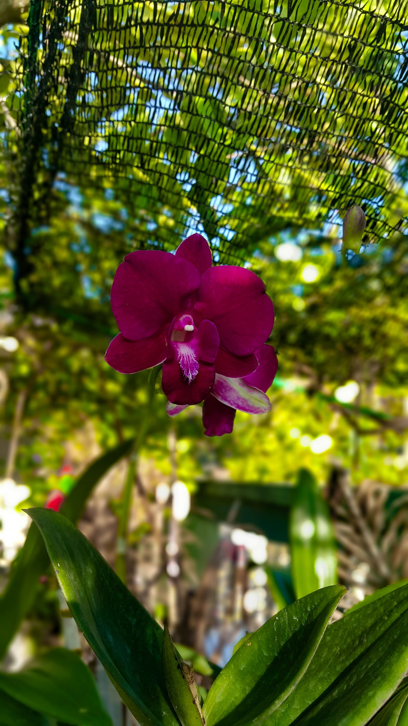 Samsung Galaxy Note4 sample photo. Vanda orchid, flower, purple photography