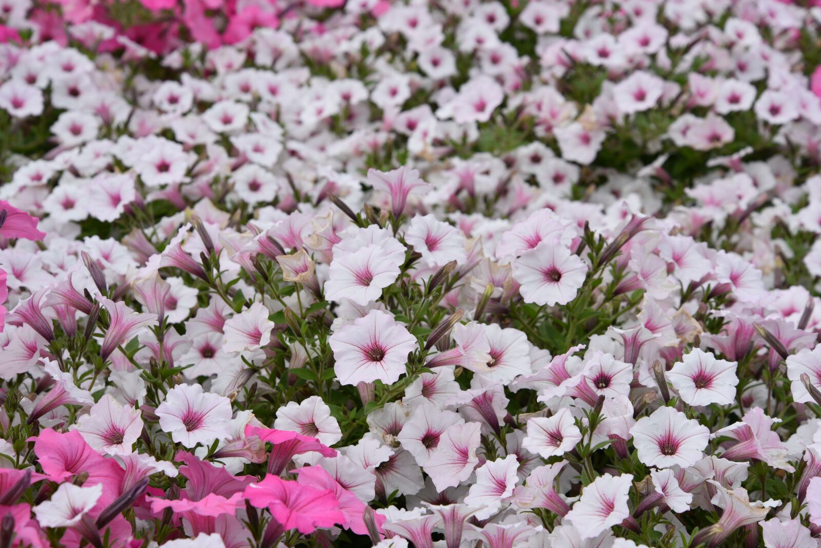 Nikon D750 sample photo. Flower, pink, white photography