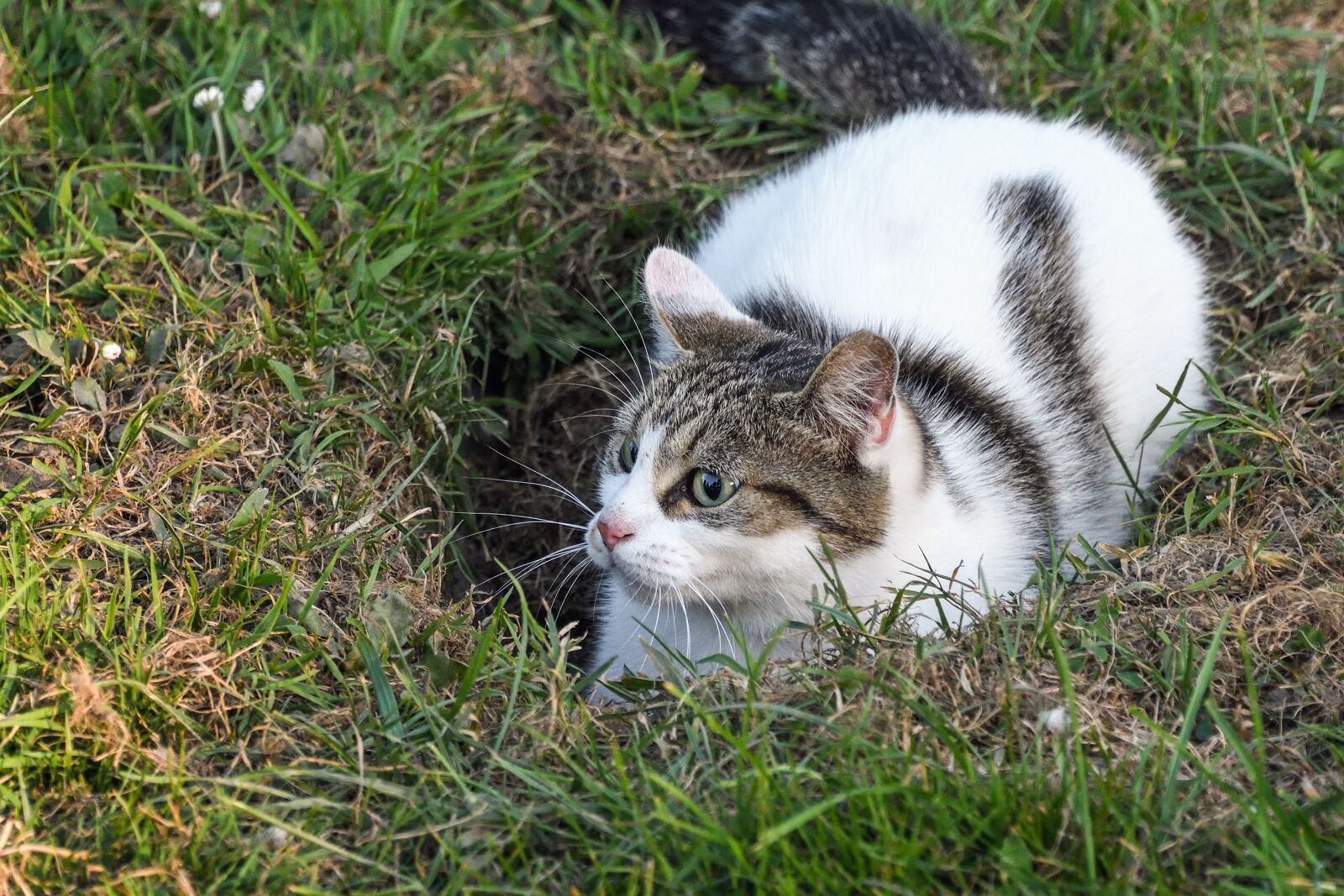 Nikon D500 sample photo. Cat, lookout, hole photography