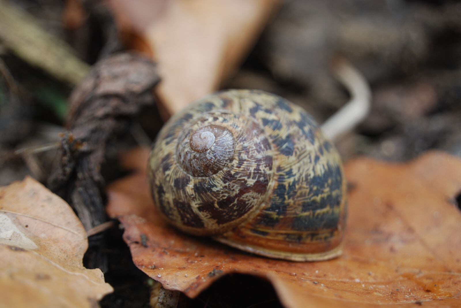 Nikon D40X sample photo. Snail, shell, spiral photography
