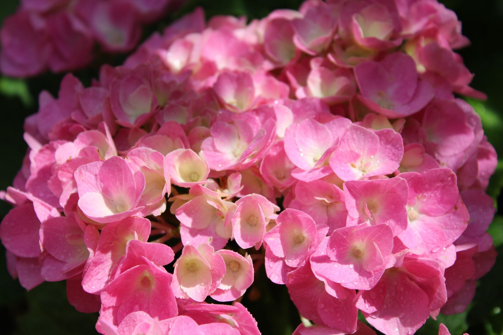 Canon EOS 1300D (EOS Rebel T6 / EOS Kiss X80) sample photo. Hydrangea, flower, blossom photography