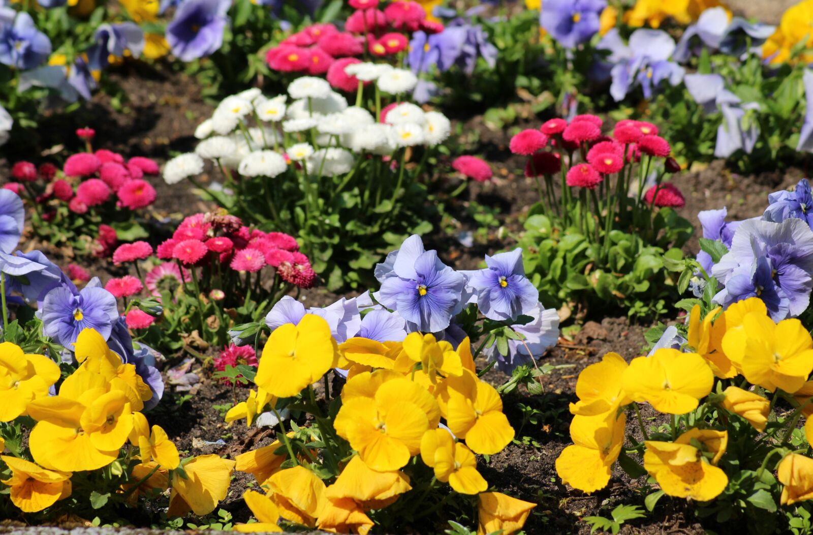 Canon EOS 1200D (EOS Rebel T5 / EOS Kiss X70 / EOS Hi) sample photo. Flowerbed, spring flowers, pansies photography