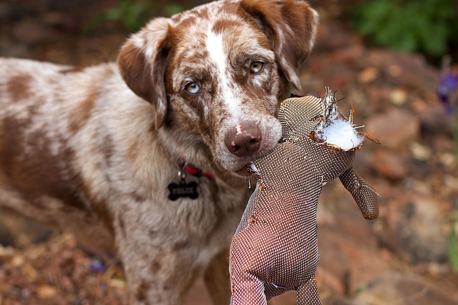 Canon EOS 7D sample photo. Retriever, dog, canine photography