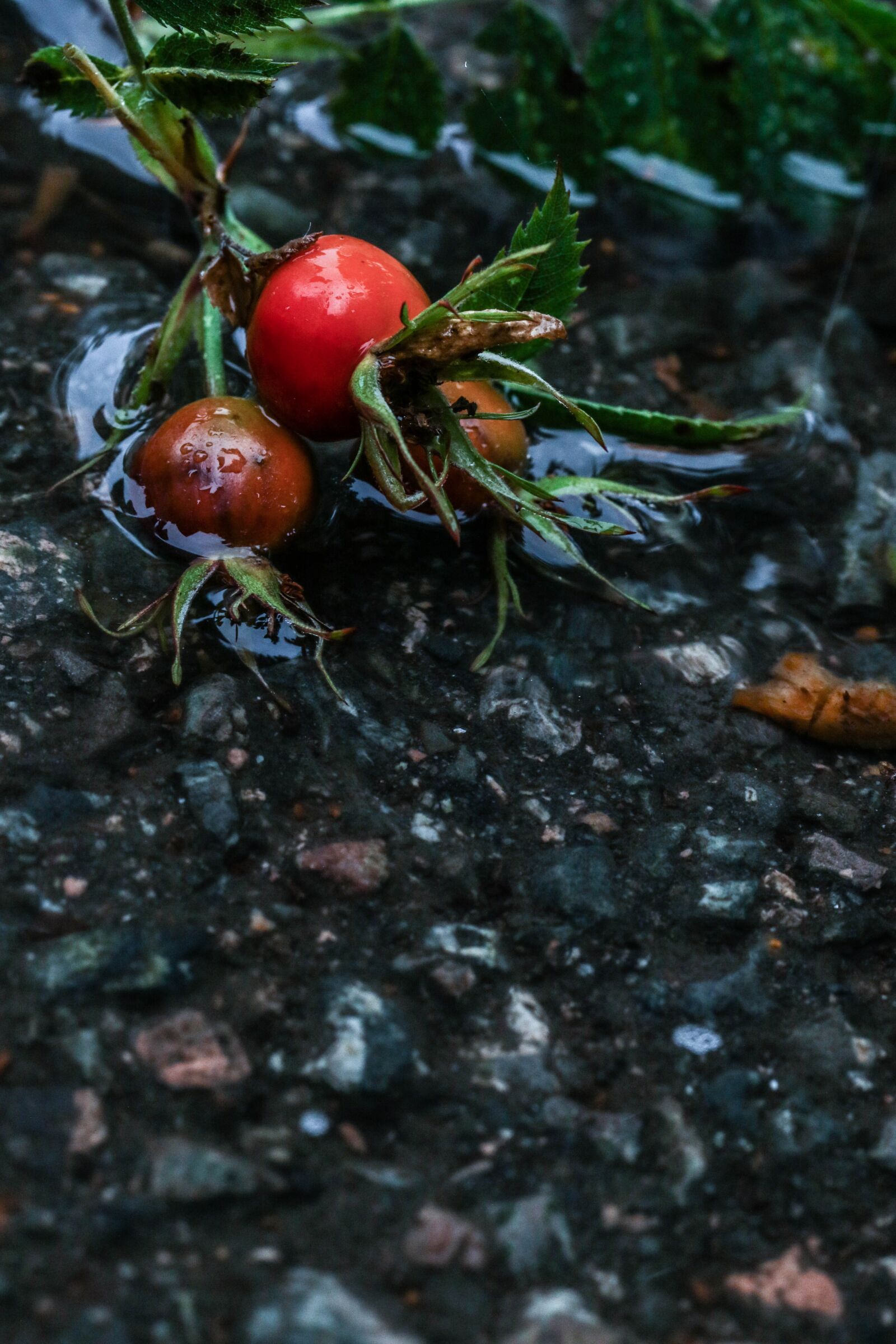 Canon EOS 7D Mark II sample photo. Rose-hip, herb, plant photography