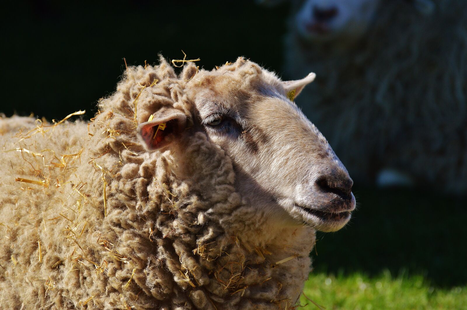 Nikon D3200 sample photo. Sheep, wool, animal photography